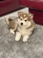 Leo, a male Pomsky for sale in West Palm Beach, FL – Photo 4 of 4