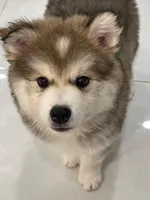 Leo, a male Pomsky for sale in West Palm Beach, FL – Photo 1 of 4