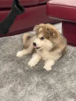 Leo, a male Pomsky for sale in West Palm Beach, FL – Photo 3 of 4