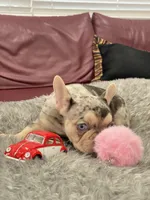 Tito, a male French Bulldog for sale in West Palm Beach, FL – 4 of 5