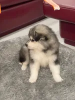 Rocky, a male Pomsky for sale in West Palm Beach, FL – Photo 2 of 5