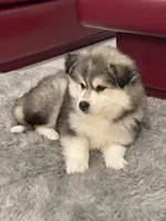 Rocky, a male Pomsky for sale in West Palm Beach, FL – Photo 3 of 5