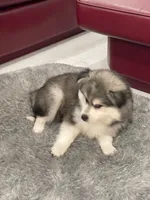 Rocky, a male Pomsky for sale in West Palm Beach, FL – Photo 5 of 5