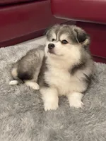 Rocky, a male Pomsky for sale in West Palm Beach, FL – Photo 4 of 5