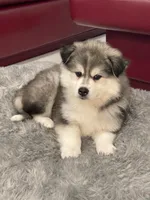 Rocky, a male Pomsky for sale in West Palm Beach, FL – Photo 1 of 5