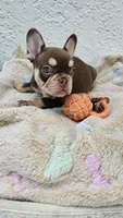 Belle, a female French Bulldog for sale in West Palm Beach, FL – Photo 4 of 7