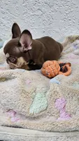 Belle, a female French Bulldog for sale in West Palm Beach, FL – Photo 3 of 7