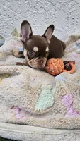 Belle, a female French Bulldog for sale in West Palm Beach, FL – Photo 1 of 7