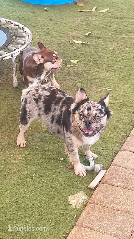 Diego – French Bulldog puppy for sale in West Palm Beach, FL