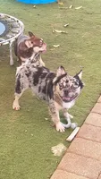 Diego, a male French Bulldog for sale in West Palm Beach, FL – 1 of 1