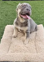 Rocky, a male French Bulldog for sale in West Palm Beach, FL – Photo 1 of 8