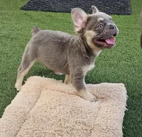 Rocky, a male French Bulldog for sale in West Palm Beach, FL – Photo 7 of 8