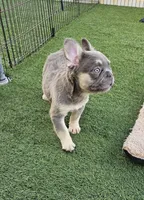 Rocky, a male French Bulldog for sale in West Palm Beach, FL – Photo 6 of 8