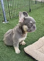 Rocky, a male French Bulldog for sale in West Palm Beach, FL – Photo 4 of 8