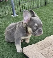 Rocky, a male French Bulldog for sale in West Palm Beach, FL – Photo 3 of 8