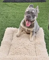 Rocky, a male French Bulldog for sale in West Palm Beach, FL – Photo 2 of 8