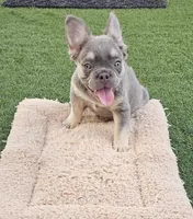 Rocky, a male French Bulldog for sale in West Palm Beach, FL – Photo 5 of 8