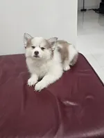 Ruby, a female Alaskan Klee Kai and Pomsky for sale in West Palm Beach, FL – 4 of 9