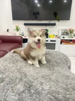 Sam, a male Alaskan Klee Kai and Pomsky for sale in West Palm Beach, FL – 1 of 4