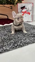 Fall, a male French Bulldog for sale in West Palm Beach, FL – Photo 2 of 8
