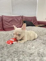 Toby, a male French Bulldog for sale in West Palm Beach, FL – 6 of 6