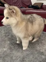 Vanessa, a female Pomsky for sale in West Palm Beach, FL – Photo 4 of 4