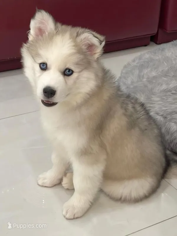 Vanessa – Pomsky puppy for sale in West Palm Beach, FL
