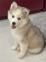 Vanessa, a female Pomsky for sale in West Palm Beach, FL – Photo 3 of 4