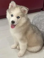 Vanessa, a female Pomsky for sale in West Palm Beach, FL – Photo 2 of 4