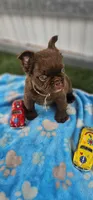 Big Red, a male French Bulldog for sale in West Palm Beach, FL – Photo 1 of 3