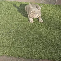 Noelle, a female French Bulldog for sale in West Palm Beach, FL – 2 of 5