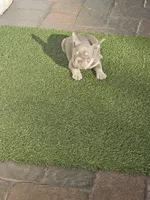 Noelle, a female French Bulldog for sale in West Palm Beach, FL – Photo 2 of 5