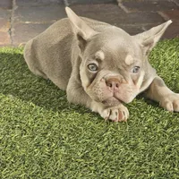 Noelle, a female French Bulldog for sale in West Palm Beach, FL – 3 of 5