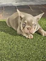 Noelle, a female French Bulldog for sale in West Palm Beach, FL – Photo 3 of 5