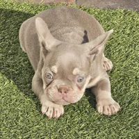 Noelle, a female French Bulldog for sale in West Palm Beach, FL – 1 of 5