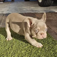 Noelle, a female French Bulldog for sale in West Palm Beach, FL – 4 of 5