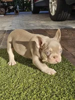 Noelle, a female French Bulldog for sale in West Palm Beach, FL – Photo 4 of 5