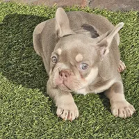 Noelle, a female French Bulldog for sale in West Palm Beach, FL – 5 of 5