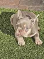 Noelle, a female French Bulldog for sale in West Palm Beach, FL – Photo 5 of 5