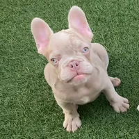 Chérie, a female French Bulldog for sale in West Palm Beach, FL – 2 of 3