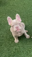 Chérie, a female French Bulldog for sale in West Palm Beach, FL – Photo 2 of 3
