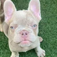 Chérie, a female French Bulldog for sale in West Palm Beach, FL – 1 of 3