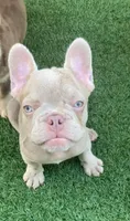 Chérie, a female French Bulldog for sale in West Palm Beach, FL – Photo 1 of 3