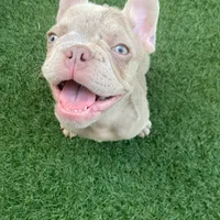 Chérie, a female French Bulldog for sale in West Palm Beach, FL – 3 of 3