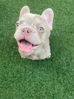 Chérie, a female French Bulldog for sale in West Palm Beach, FL – Photo 3 of 3