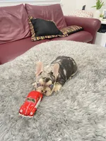 Tito, a male French Bulldog for sale in West Palm Beach, FL – 5 of 5