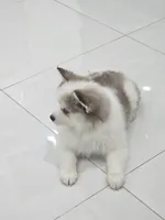 Ruby, a female Alaskan Klee Kai and Pomsky for sale in West Palm Beach, FL – 6 of 9
