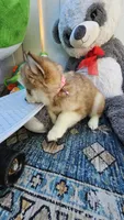 Jazmin, a female Alaskan Klee Kai and Pomsky for sale in West Palm Beach, FL – Photo 3 of 6