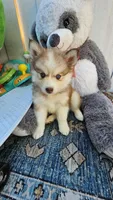 Jazmin, a female Alaskan Klee Kai and Pomsky for sale in West Palm Beach, FL – Photo 1 of 6