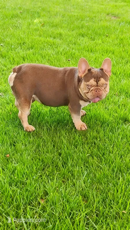 Bijou – French Bulldog puppy for sale in West Palm Beach, FL
